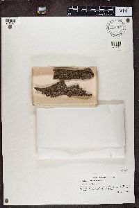 Calicium lenticulare image