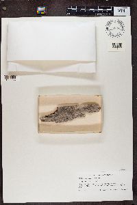 Calicium lenticulare image