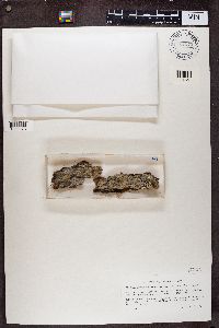 Image of Chaenothecopsis viridialba