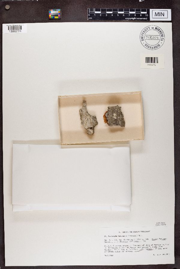 Sclerophora farinacea image