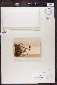 Chaenotheca furfuracea image