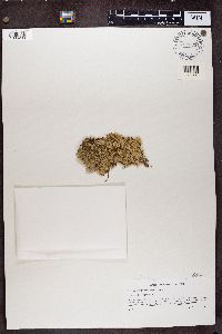 Thumbnail image of current specimen