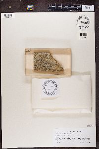 Calicium salicinum image