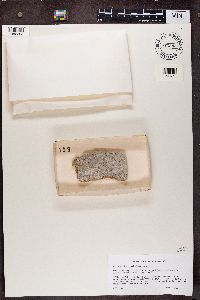 Calicium trabinellum image