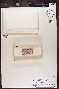 Chaenotheca trichialis image