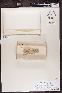 Chaenothecopsis pusilla image