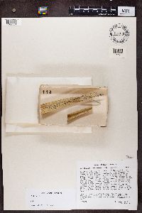 Image of Chaenothecopsis tasmanica