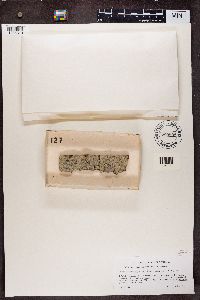 Calicium adspersum image