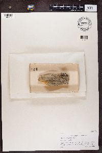 Calicium glaucellum image