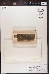 Calicium lenticulare image