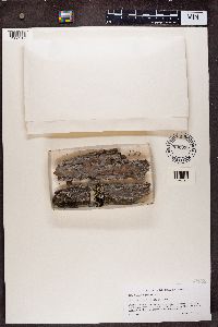 Calicium parvum image