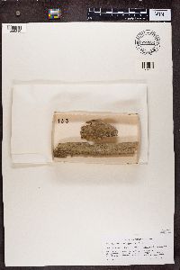 Chaenotheca brachypoda image