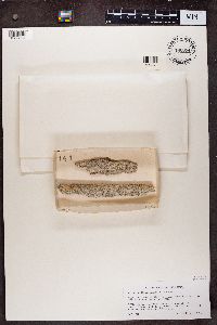 Mycocalicium subtile image