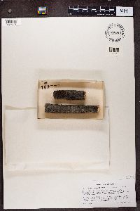 Phaeocalicium compressulum image