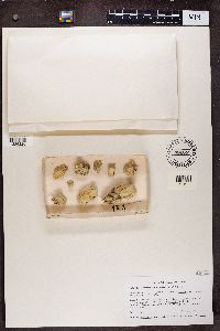 Phaeocalicium polyporaeum image