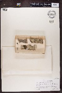 Pyrgillus javanicus image