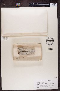 Media resource of Sclerophora farinacea