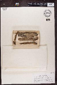 Sphinctrina turbinata image