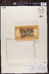 Chaenotheca brachypoda image