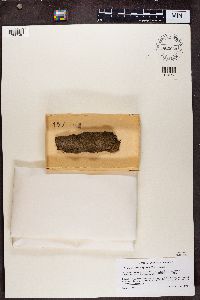 Chaenotheca hispidula image