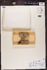 Chaenotheca stemonea image