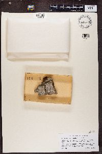 Chaenotheca trichialis image