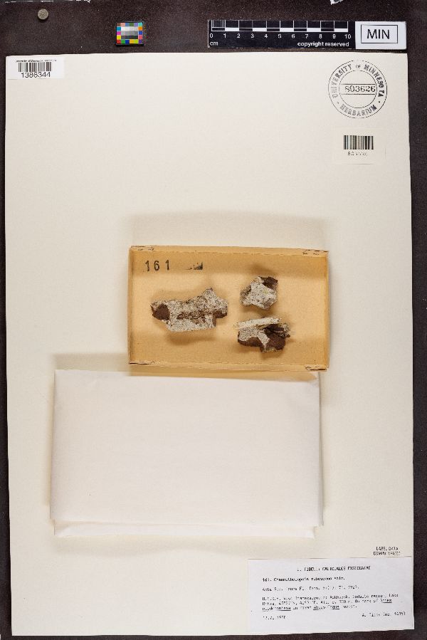 Chaenothecopsis rubescens image