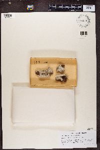 Image of Chaenothecopsis rubescens