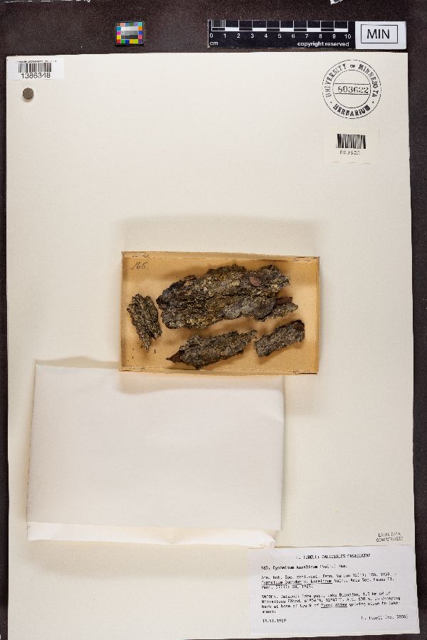 Cyphelium karelicum image