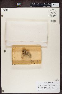 Phaeocalicium polyporaeum image