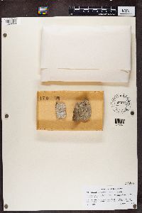 Sclerophora farinacea image