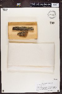 Calicium glaucellum image