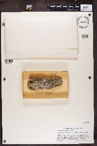 Calicium trabinellum image