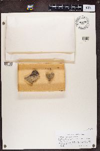 Chaenotheca brachypoda image