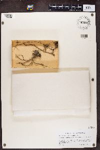 Chaenotheca furfuracea image