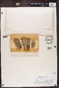 Chaenotheca hispidula image