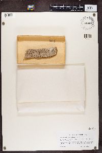 Chaenotheca trichialis image