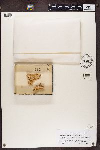 Chaenothecopsis pusilla image