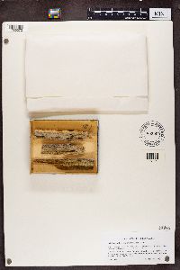Image of Chaenothecopsis savonica