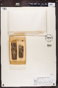 Mycocalicium subtile image