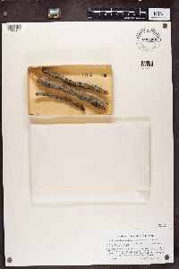 Phaeocalicium populneum image