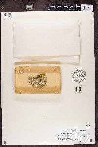 thumbnail image of current specimen