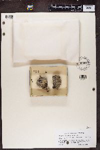 Sphinctrina turbinata image