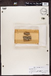 Calicium salicinum image