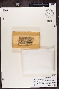 Calicium trabinellum image