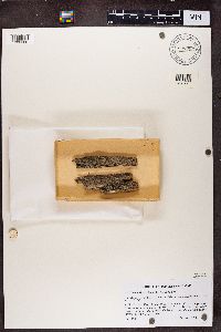 Chaenotheca hispidula image