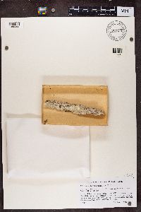 Chaenotheca trichialis image