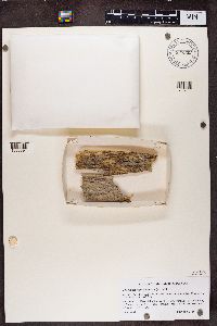 Chaenotheca trichialis image