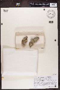 Chaenothecopsis consociata image
