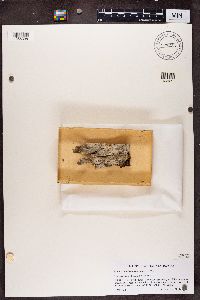 Chaenothecopsis rubescens image